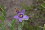 Catchfly prairie gentain